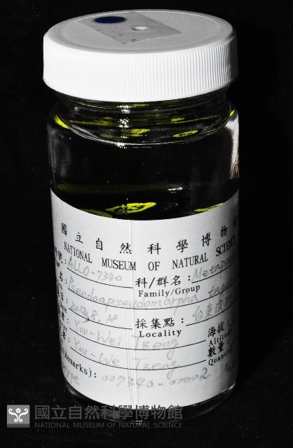 毛觸鬚偽近鞭尾蟲藏品圖，第2張
