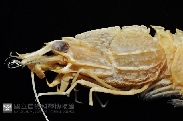 新種雕褐蝦藏品圖，第2張
