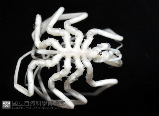 疣囊吻海蜘蛛藏品圖，第2張