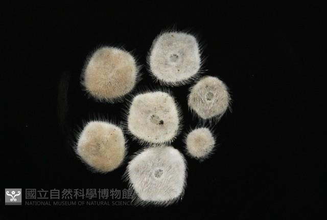 馬氏海錢(馬氏扣海膽)藏品圖，第2張