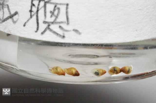 鋸齒小菜籽蛤藏品圖，第2張
