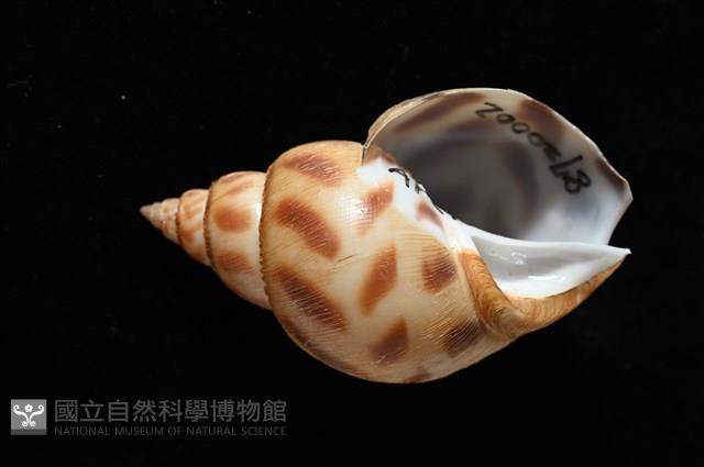 象牙鳳螺藏品圖，第2張