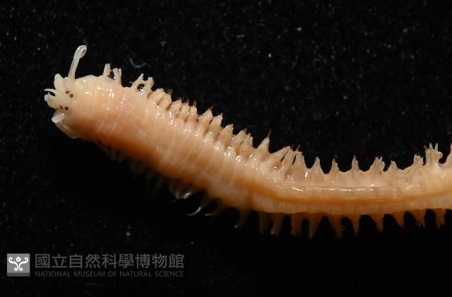 和美闊沙蠶藏品圖，第2張