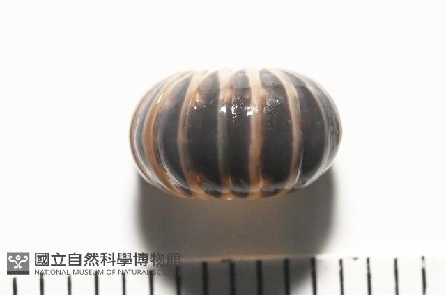 條紋木球馬陸藏品圖，第2張