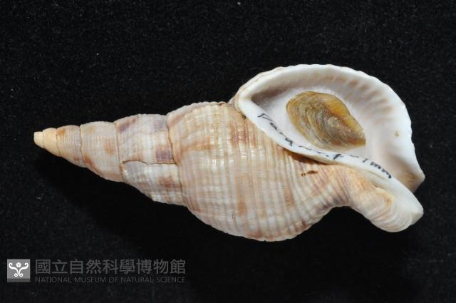 黑野峨螺藏品圖，第2張
