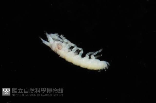 漢氏合鞭尾蟲藏品圖，第2張