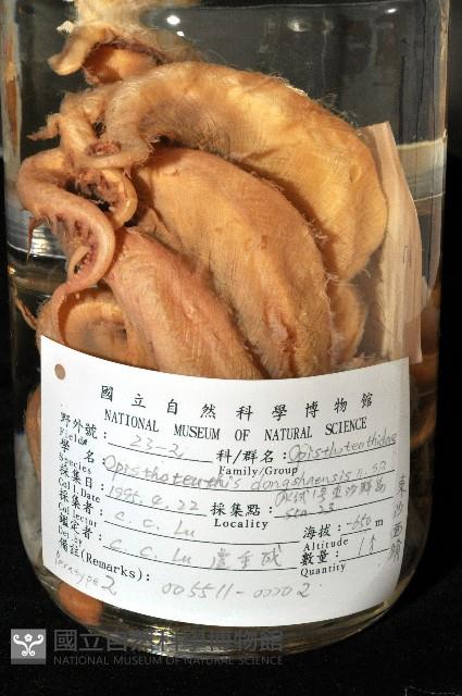 東沙面蛸(新種)藏品圖，第2張