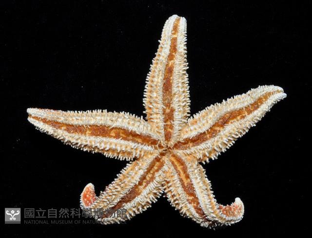 多棘海盤車藏品圖，第2張