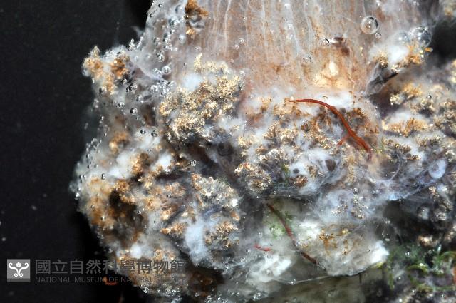 印紋花盤海葵藏品圖，第2張