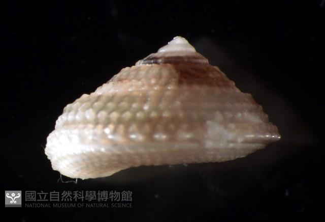 星形白鐘螺藏品圖，第2張