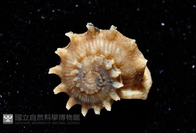 百夫長花冠螺藏品圖，第2張