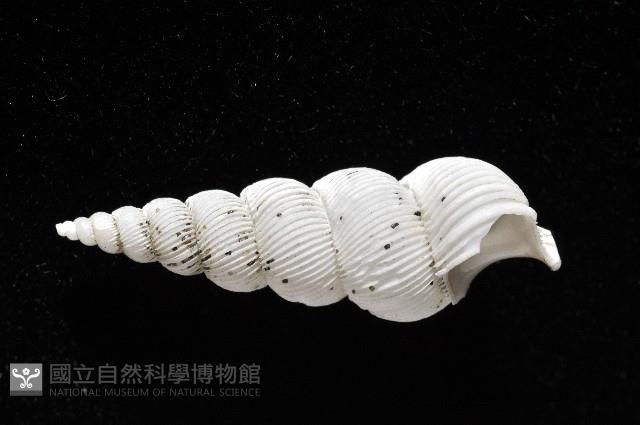 臺灣海螄螺藏品圖，第2張