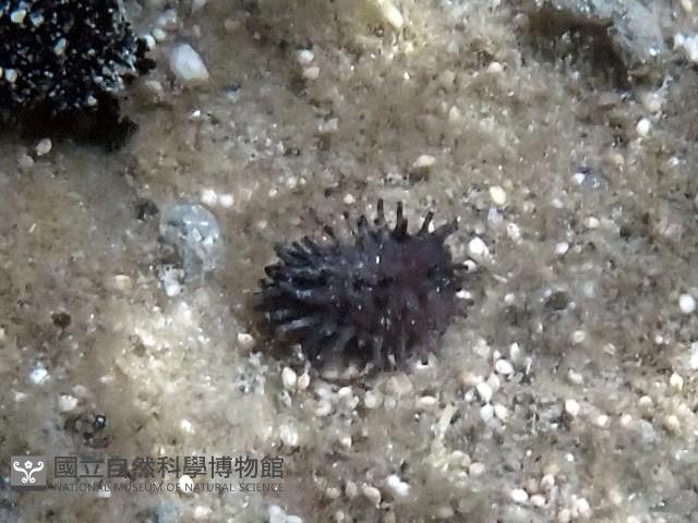 非洲異瓜參藏品圖，第2張