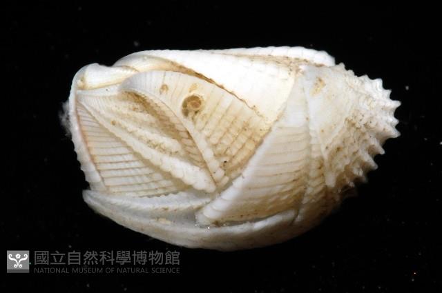 信天翁紐曼花籠藏品圖，第2張