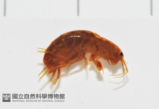 鳳凰母布氏蝦藏品圖，第2張