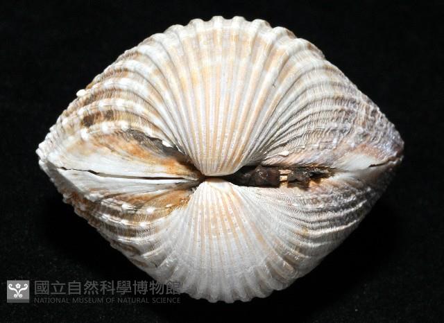 歐洲鳥尾蛤藏品圖，第2張