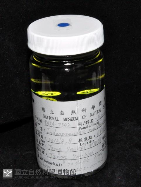 多瘤印度鞭尾蟲藏品圖，第2張