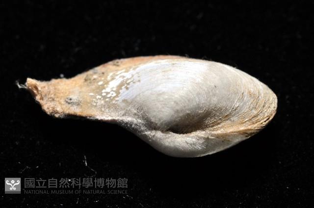 臺灣波浪蛤(新種)藏品圖，第2張
