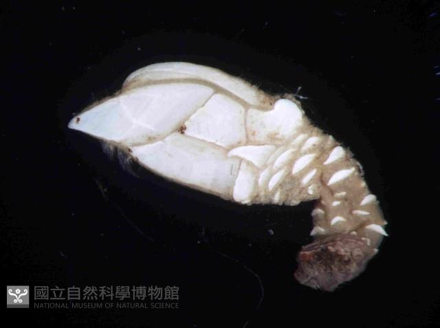 合群小鎧茗荷藏品圖，第2張
