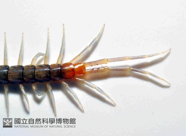 未知種衛蜈蚣藏品圖，第2張