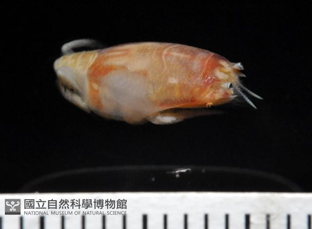 臺灣鼴鼠蟹藏品圖，第2張