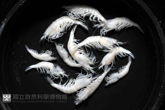 赤崁新米蝦藏品圖，第2張