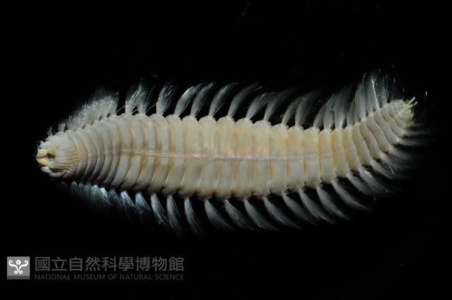 梯斑海毛蟲藏品圖，第2張