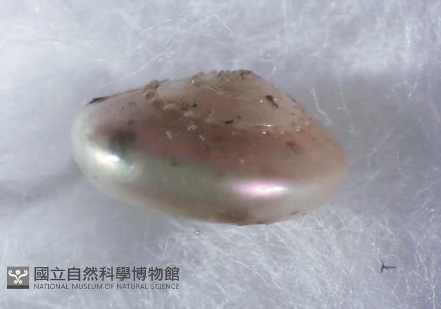 珠光鐘螺藏品圖，第2張