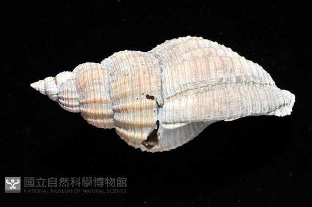 巨核螺藏品圖，第2張