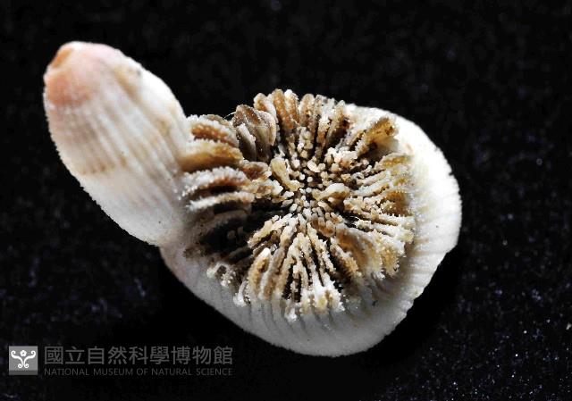 未知種異杯珊瑚藏品圖，第2張