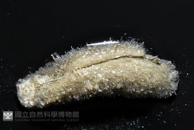 未知種毛刺新月貝藏品圖，第2張