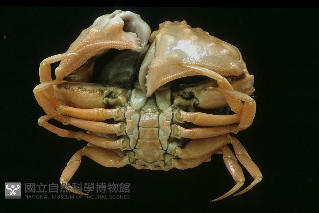 小型饅頭蟹藏品圖，第2張