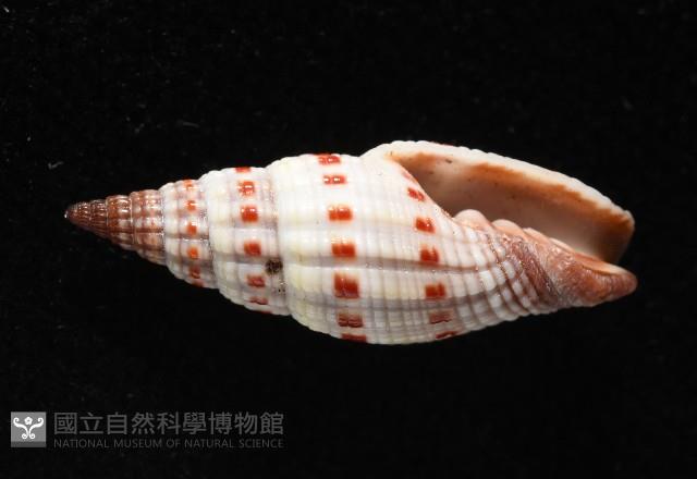 吸血蛹筆螺藏品圖，第2張