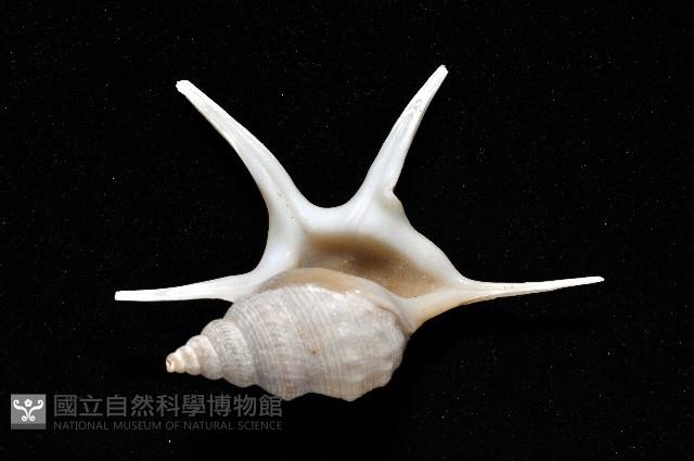 西非鵜足螺藏品圖，第2張