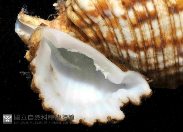 棘刺蟹守螺藏品圖，第2張