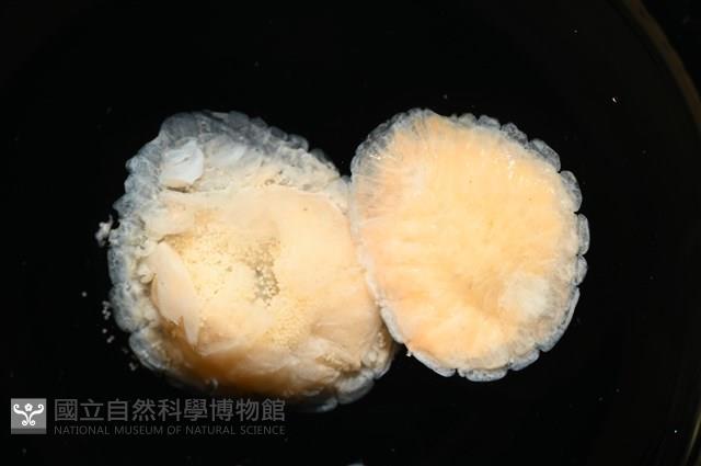 思氏不對稱鰓虱藏品圖，第2張