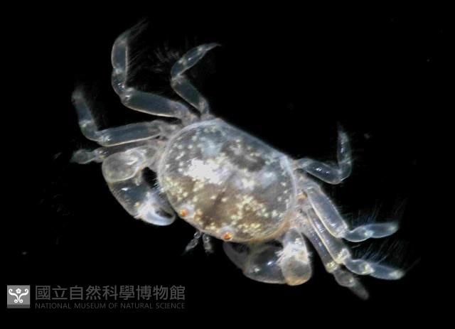 臺中豆蟹藏品圖，第2張
