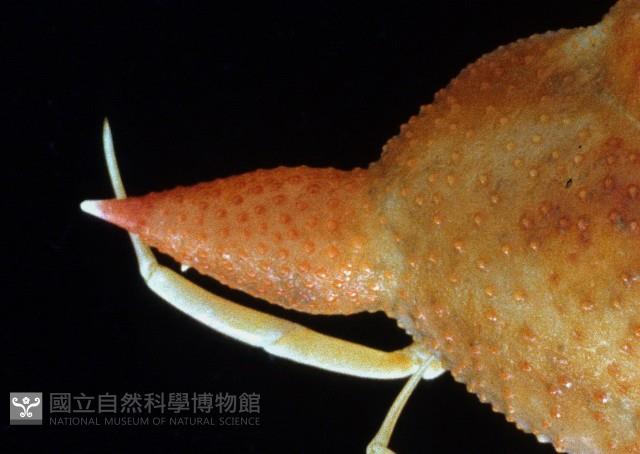 艾氏飛輪蟹藏品圖，第2張