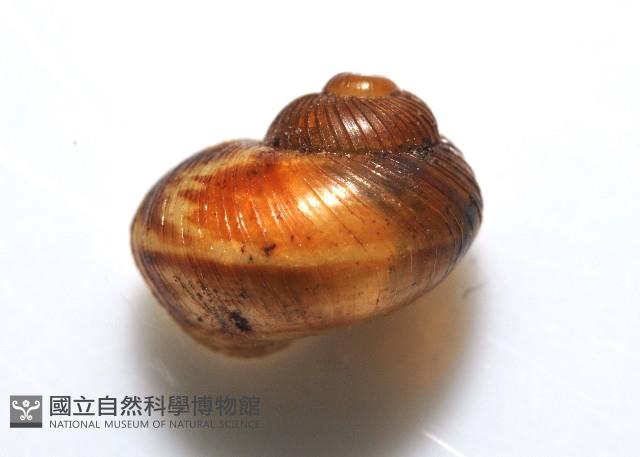 膨脹大山蝸牛藏品圖，第2張