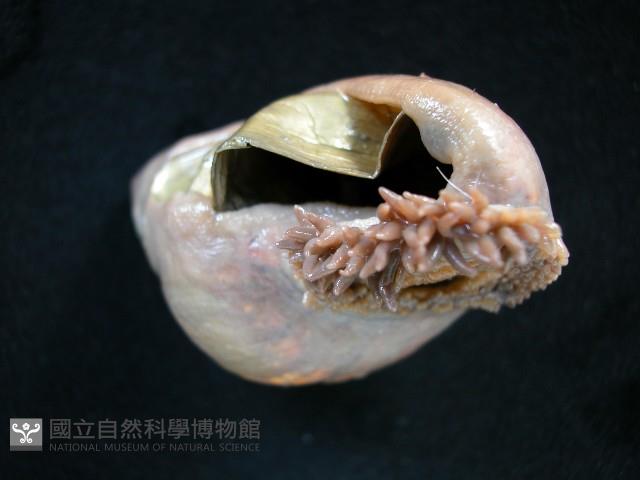 造殼海葵之一種藏品圖，第2張