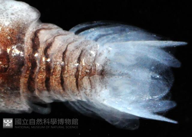 未知種狹長水虱藏品圖，第2張