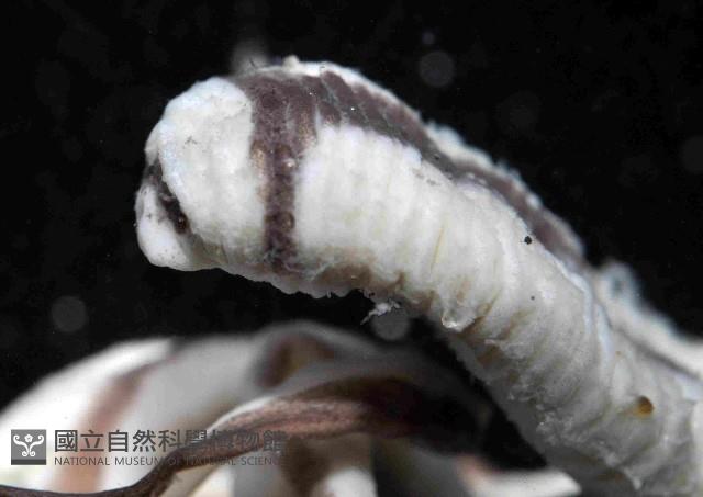 曙光無溝紐蟲藏品圖，第2張