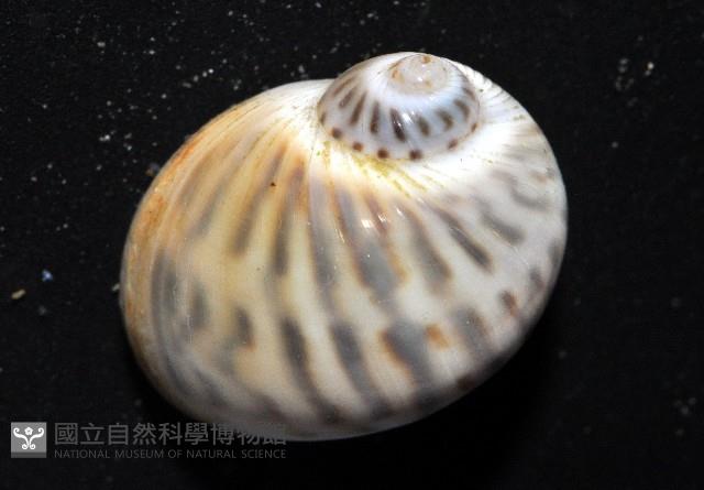 小灰玉螺藏品圖，第2張