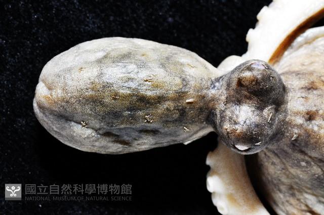 新種章魚TW45藏品圖，第2張