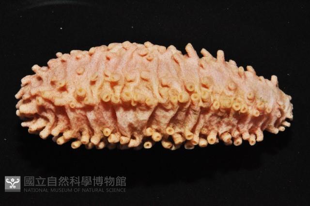 未知種海參藏品圖，第2張