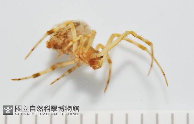 蘭嶼姬蛛藏品圖，第2張
