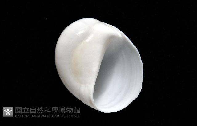 白玉螺藏品圖，第2張