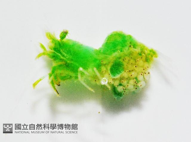 毛毛蝦藏品圖，第2張