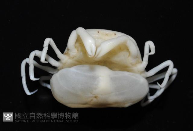 中華蚶豆蟹藏品圖，第2張