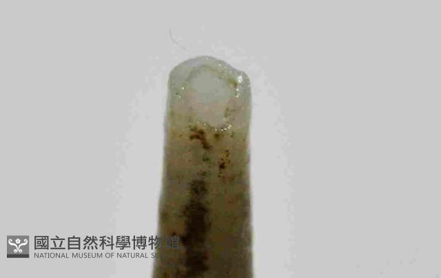 黃光象牙貝藏品圖，第2張